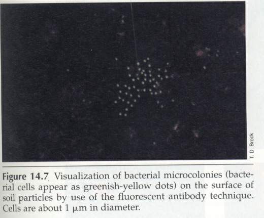 荧光抗体染色对环境微生物的检测_食品微生物