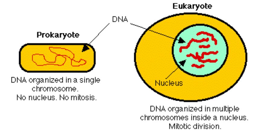 原核生物和真核生物染色体的区别