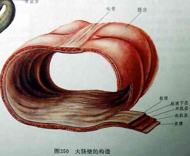大肠壁的构造