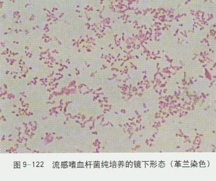 流感嗜血杆菌革兰染色镜下形态_食品微生物检