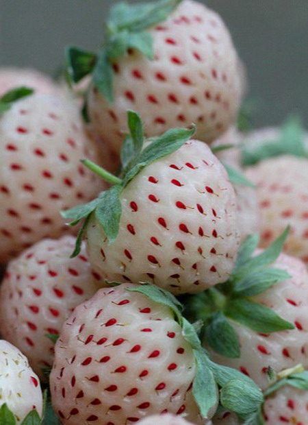 新奇水果菠萝莓 你敢吃吗