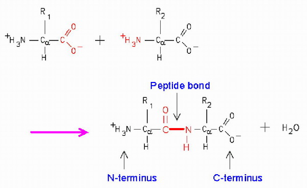 肽键与肽链1