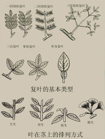 复叶的基本类型及叶在茎上的排列方式_植物学