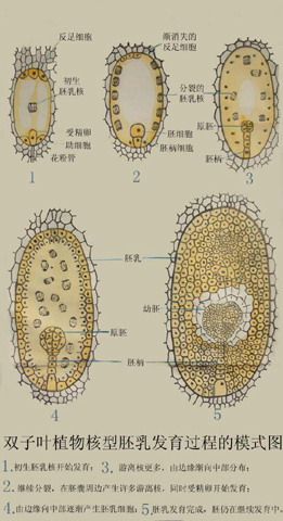 双子叶植物核型胚乳发育过程的模式图